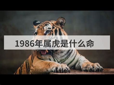 1986 屬虎|【1986年是什麼虎】1986年生肖虎運勢大揭密：今年「不一般。